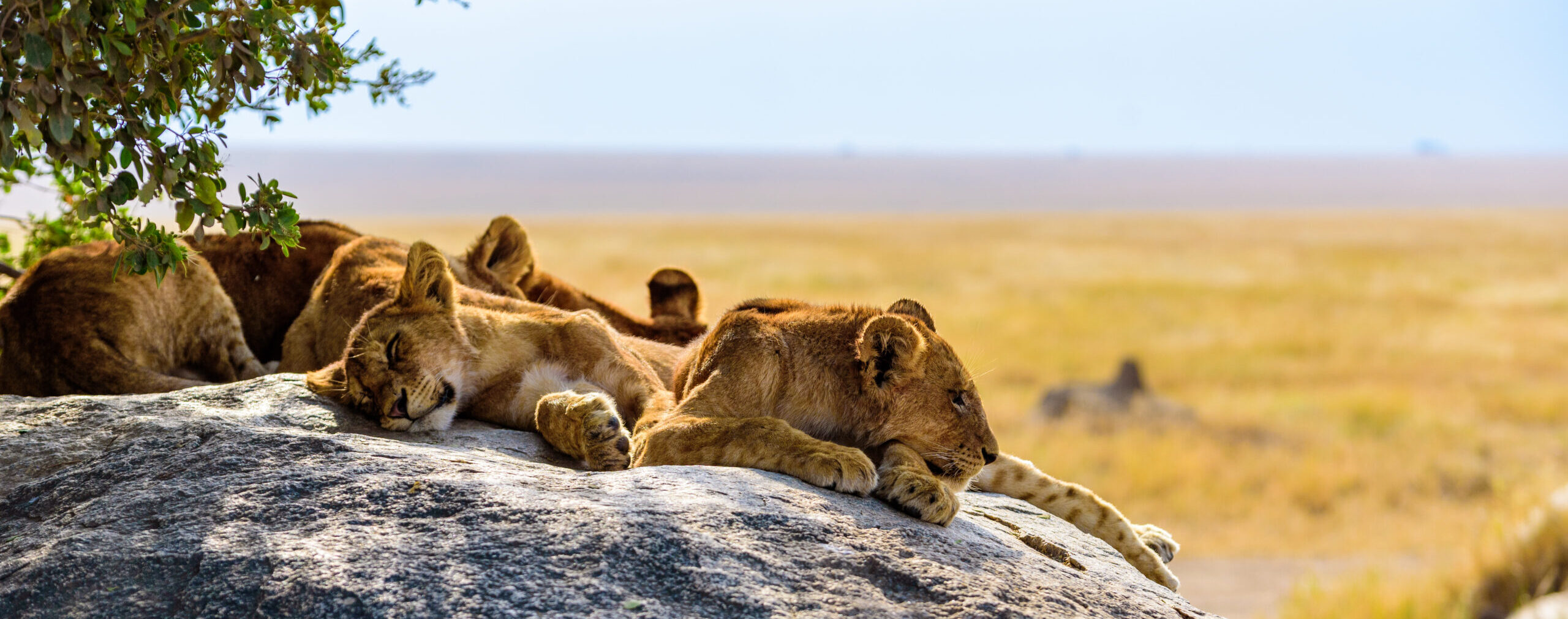 Tansania „Von der Serengeti zum Traumstrand“ Termine 2026