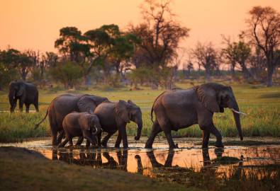 Botswana - Elefanten