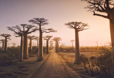 Madagaskar - Baobab Wald