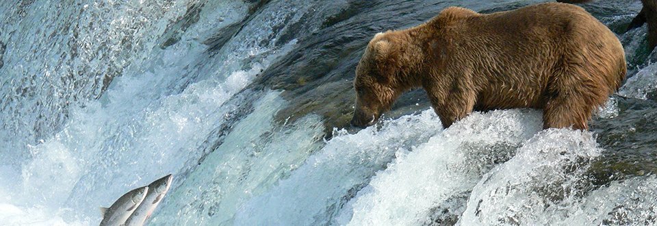 Alaska Bär Alaska Bär