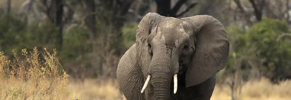 Botswana Okavango Elefant Botswana Okavango Elefant