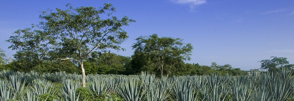 Mexiko Agaven Anbau Mexiko Agaven Anbau