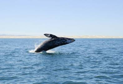 Mexiko - Baja California Wal