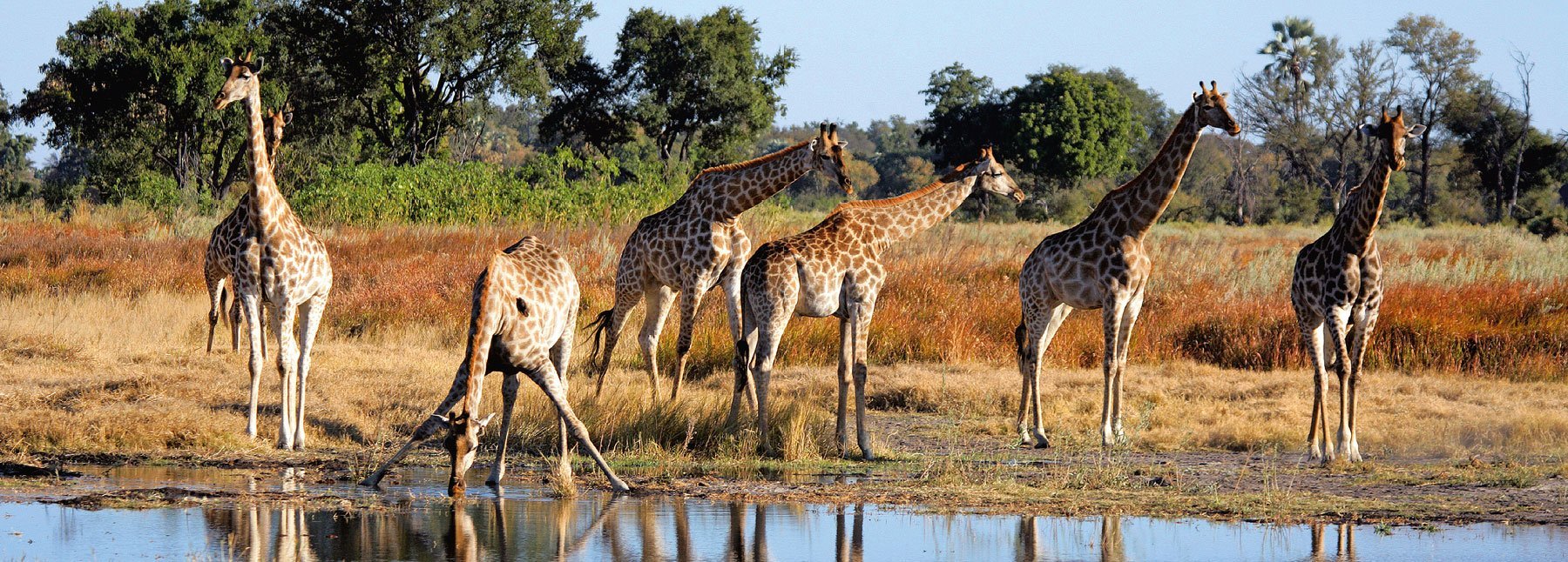 Namibia Botswana Victoria Falls Girafen Namibia Botswana Victoria Falls Girafen