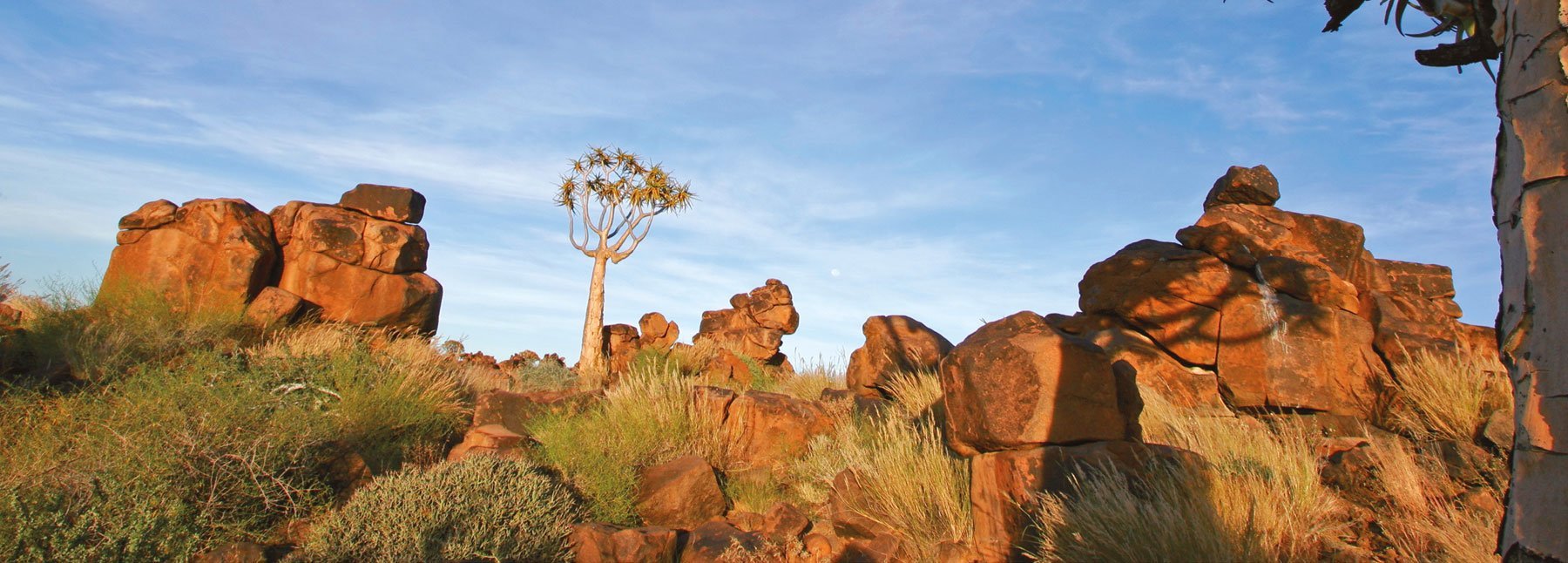 Namibia Köcherbäume Namibia Köcherbäume