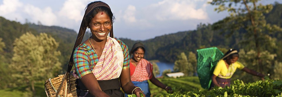 Sri Lanka Teepflückerinnen Sri Lanka Teepflückerinnen