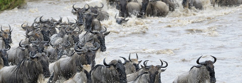 Tansania Gnus Tansania Gnus