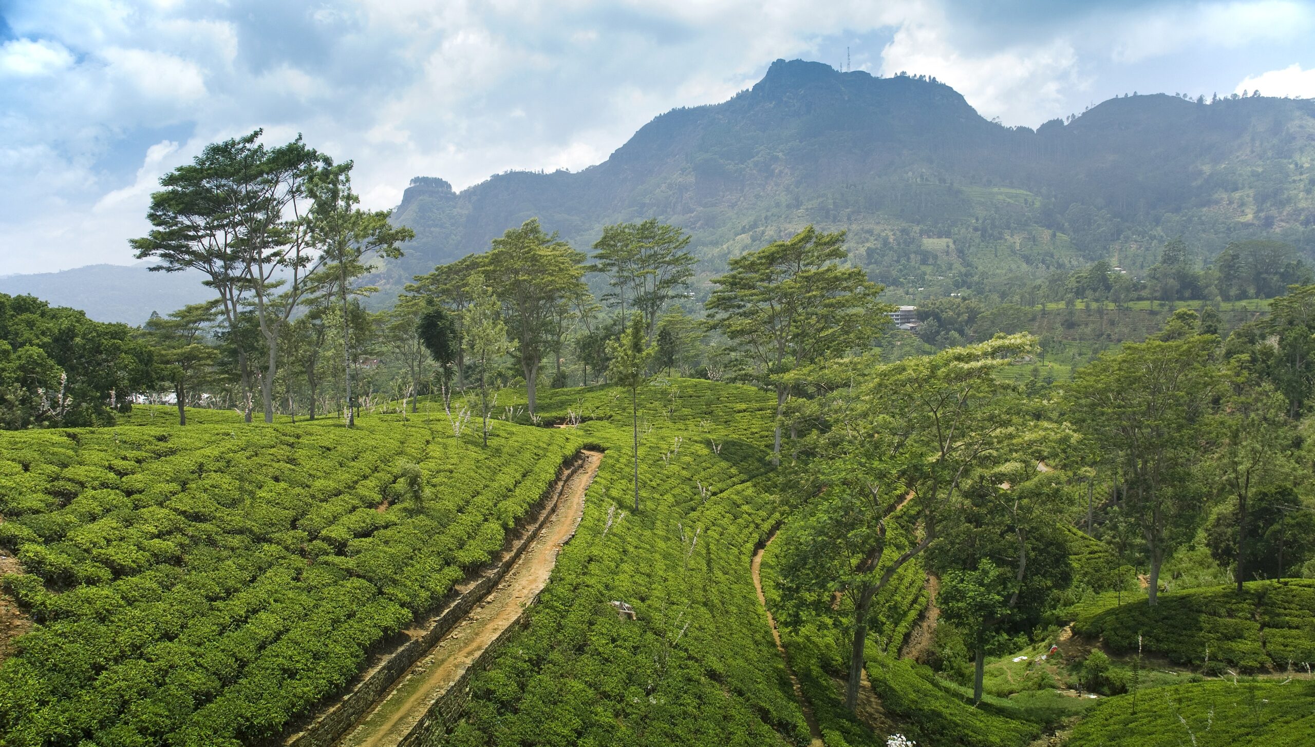 tea-plantation-nuwara-elliya-iStock_000009437220Large