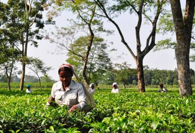 Teeernte in Assam, Indien