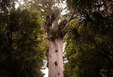 Waipoua Wald - Kauri Baum