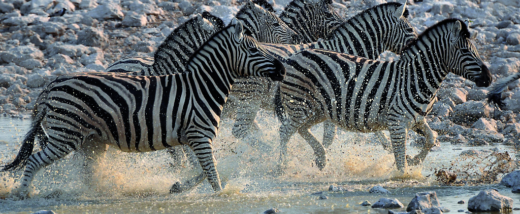 Zebras im Fluss
